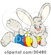Poster, Art Print Of Happy Little Bunny Rabbit Wearing Clothes Laying On His Belly And Day Dreaming A White Daisy Flower In Hand