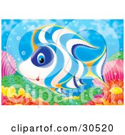 Poster, Art Print Of White Blue And Orange Tropical Fish Swimming Over Corals And Anemones On A Reef