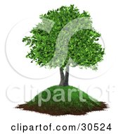 Clipart Illustration Of A Realistic 3D Tree With Lush Green Leaves Growing On A Grassy Hill With Dirt Along The Bottom by Frog974 #COLLC30524-0066