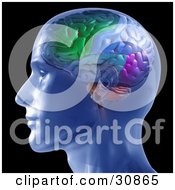 Poster, Art Print Of 3d Rendered Man In Profile Showing A Colorful Brain