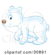 Cute Polar Bear Cub In Profile Walking To The Left