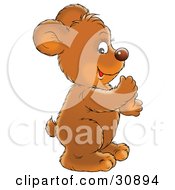 Poster, Art Print Of Clapping Bear Cub