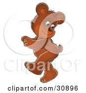 Cute Brown Bear Cub Doing A Happy Dance Looking Back At His Tail