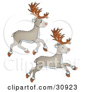Two Tan Caribou Leaping And Running