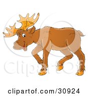 Poster, Art Print Of Friendly Adult Moose With Big Antlers