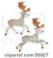 Two Caribou Or Reindeer Running