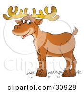 Male Deer With Antlers Standing In Profile And Smiling