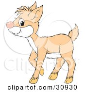 Poster, Art Print Of Pale Deer Fawn With A White Belly
