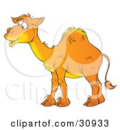 Happy Arabian Camel With One Hump Smiling And Standing In Profile