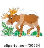 Poster, Art Print Of Moose Eating Leafy Green Plants