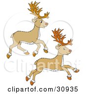 Two Tan Reindeer Leaping And Running