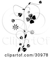 Poster, Art Print Of Black Vine With Delicate Blooming Flowers Over White