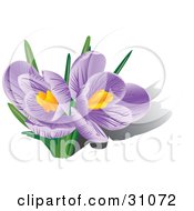 Clipart Illustration Of Two Blooming Purple Crocus Flowers With Orange Stamens