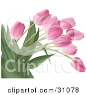 Clipart Illustration Of A Bunch Of Pink Tulip Flowers With Lush Green Stalks And Leaves Over White by Eugene #COLLC31078-0054