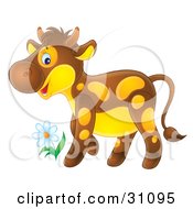 Adorable Brown Calf With Yellow Spots And A Yellow Belly Standing By A Spring Flower