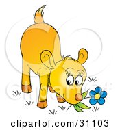 Poster, Art Print Of Yellow Deer Fawn Smelling Or Nibbling On The Stem Of A Blue Flower