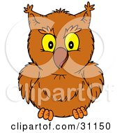 Poster, Art Print Of Friendly Brown Owl Looking Forward