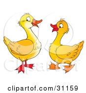 Clipart Illustration Of Two Talkative Yellow Ducks Chatting