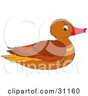 Brown Female Mallard Duck In Profile