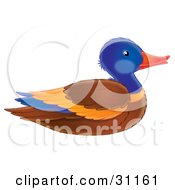 Colorful Mallard Duck Drake In Profile