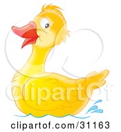 Poster, Art Print Of Bright Yellow Duck Swimming And Looking Back With Its Eyes