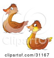 Clipart Illustration Of A Pair Of Two Brown Ducks Swimming Together