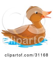 Poster, Art Print Of Happy Brown Duck With An Orange Beak Swimming