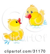 Poster, Art Print Of Two Yellow Ducklings Swimming And Playing