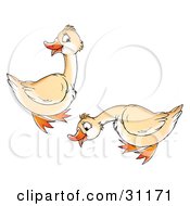 Two Cream Colored Geese