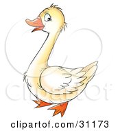 Cute White Goose With An Orange Beak And Feet