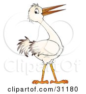 Poster, Art Print Of White Bird With A Long Beak And Brown Tipped Feathers