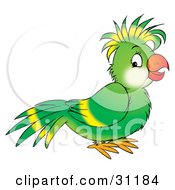 Friendly Green Parrot With Yellow Lines On His Wing And Head Feathers