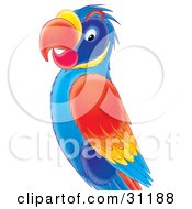 Poster, Art Print Of Colorful Blue Red Orange And Yellow Parrot