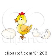 Poster, Art Print Of Cute Baby Chick Standing Between A Whole Egg And An Egg Shell