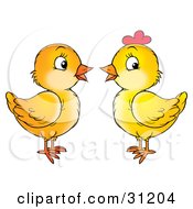 Poster, Art Print Of Two Baby Chicks One Male One Female Facing Each Other And Chatting