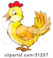 Friendly Yellow Chicken Hen With Red On Her Head