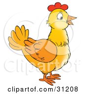 Poster, Art Print Of Yellow Farm Chicken In Profile
