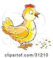Poster, Art Print Of Yellow Hen Standing Over Bird Seed