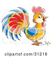 Poster, Art Print Of Brown Rooster With Blue Red And Yellow Plumage On Its Wings