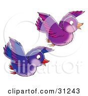 Clipart Illustration Of Two Purple And Blue Birds Flying Together On A White Background
