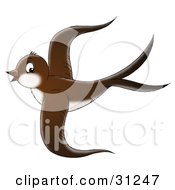 Poster, Art Print Of Beautiful Brown Bird With A White Belly Flying Through The Sky On A White Background