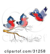 Blue And Red Robin Flying Towards Two Others Perched On A Branch