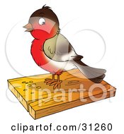 Cute Brown And Red Robin Bird Eating Seed On A Slab Of Wood