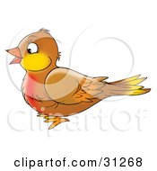 Cute Brown Robin Bird With A Red Chest In Profile Facing Left On A White Background