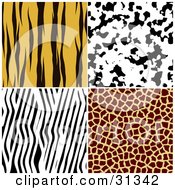 Poster, Art Print Of Set Of Four Tiger Dalmation Zebra And Giraffe Fur Patterned Backgrounds