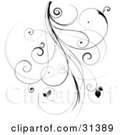 Poster, Art Print Of Black Intricate Curly Vine With Leaves Over White