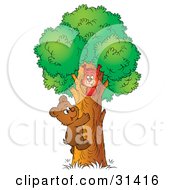 Cute Bear Cub Climbing A Tree To Visit A Friendly Squirrel