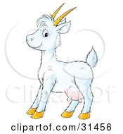 Poster, Art Print Of Cute White Goat With Horns And Udders