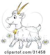 Poster, Art Print Of Cute Long Haired Goat With Big Horns Wearing A Bell And Walking Past Flowers