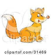 Poster, Art Print Of Cute Bushy Tailed Fox Cub Sitting And Facing To The Right Glancing At The Viewer